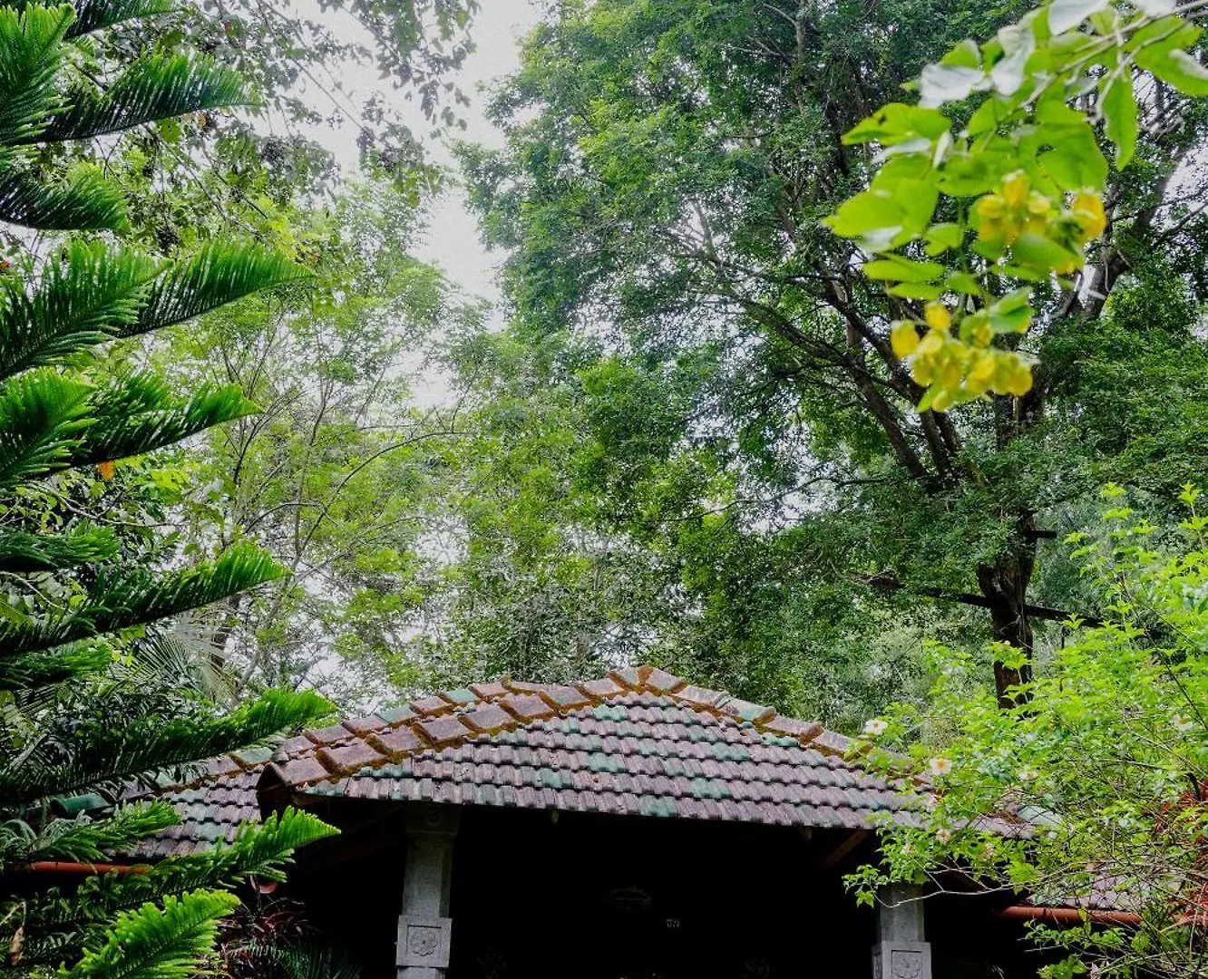 Misty Night Jungle Side Resort Pulpally India
