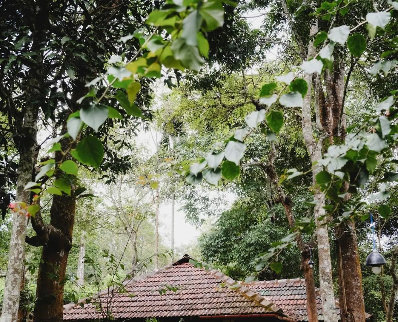 Guest house Misty Night Jungle Side Resort Pulpally
